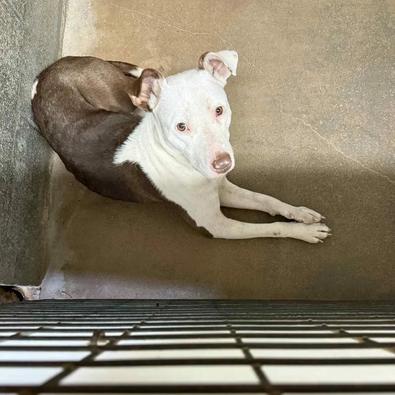 An adult medium-sized female Red / Chestnut / Orange Pit Bull Terrier dog named Catherine for adoption in Stephenville, TX