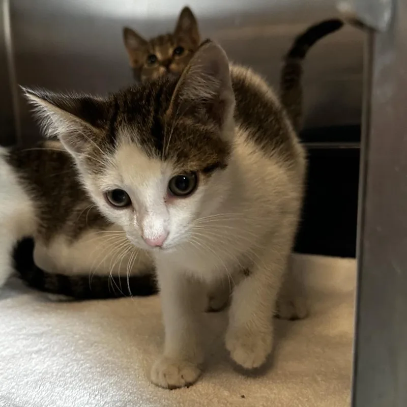 A baby small-sized male White Domestic Short Hair cat named Ferrero for adoption in Hinsdale, IL