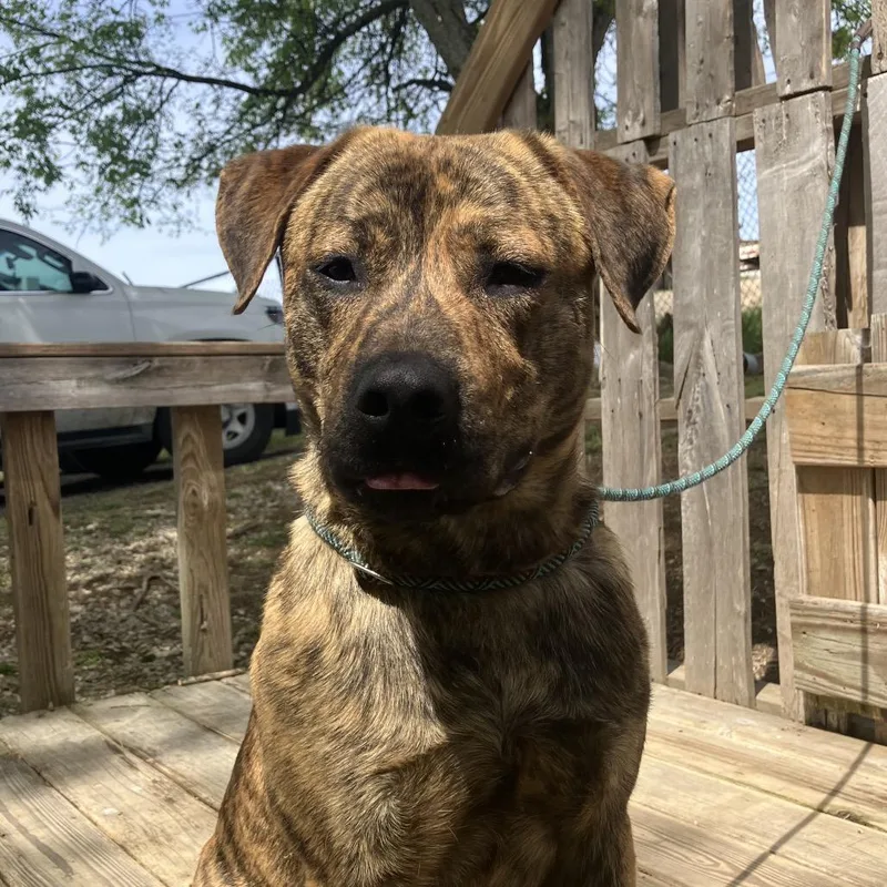Baxter