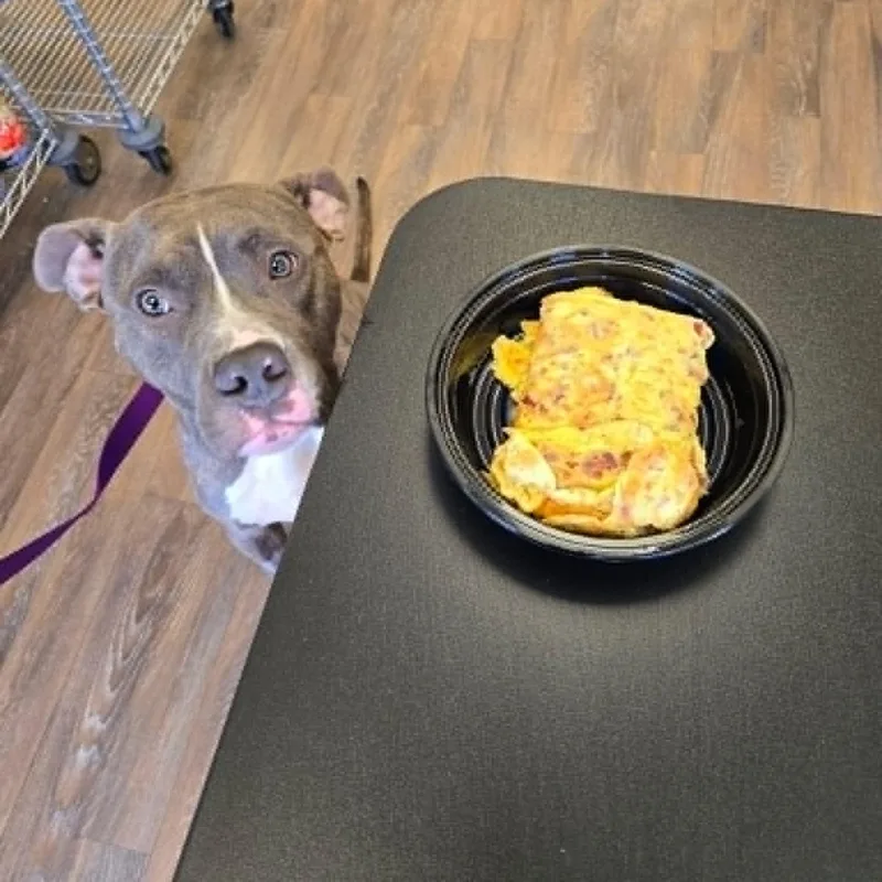 A young medium-sized male Gray / Blue / Silver Pit Bull Terrier dog named Billie for adoption in New York, NY