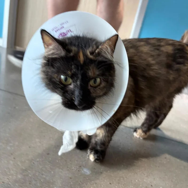 A young medium-sized female Black Domestic Medium Hair cat named Lobster for adoption in Leander, TX