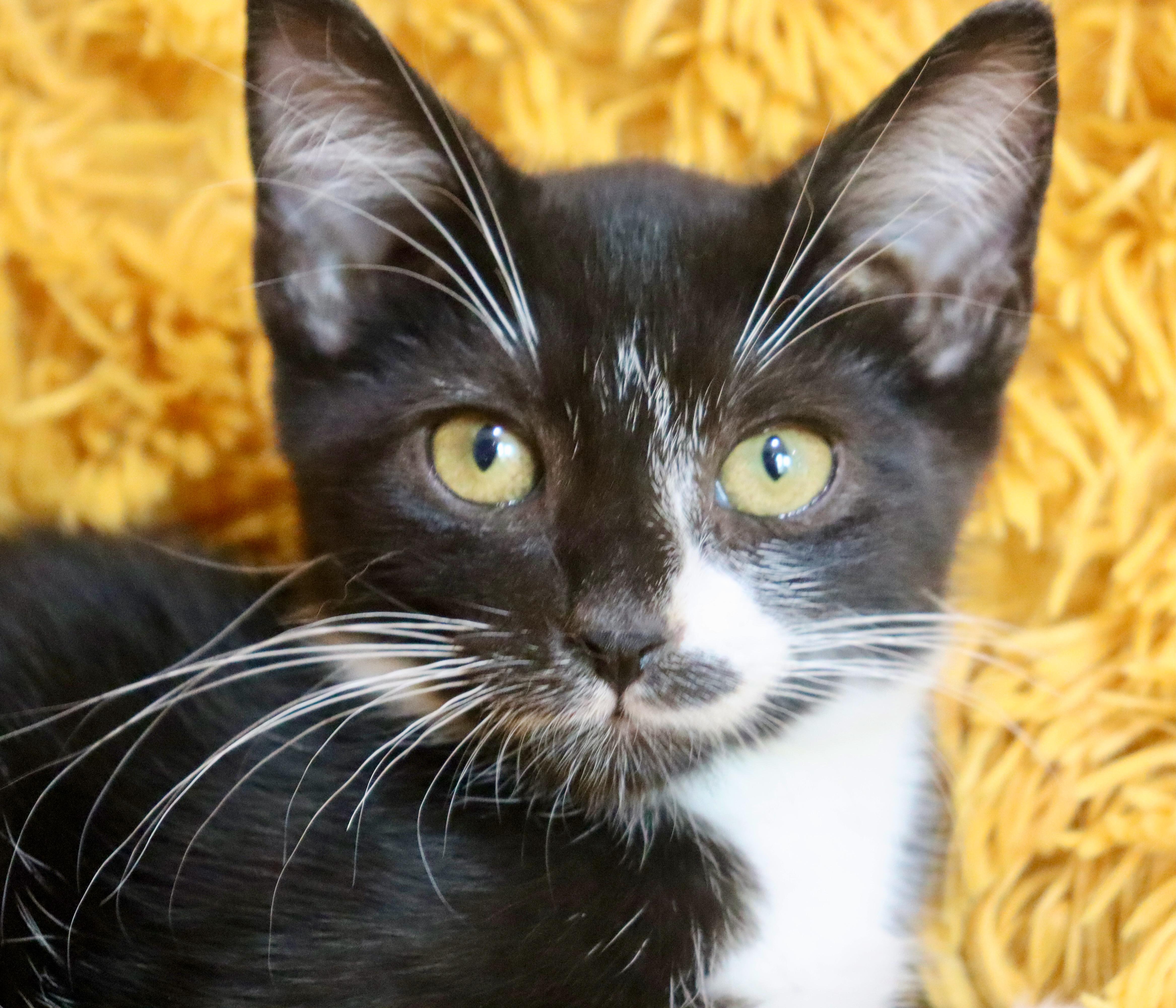 A baby medium-sized male Black & White / Tuxedo Tuxedo cat named Sushi for adoption in Saint Augustine, FL