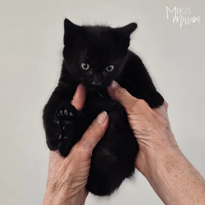 A baby medium-sized female Domestic Short Hair cat named Lavender for adoption in Spokane , WA