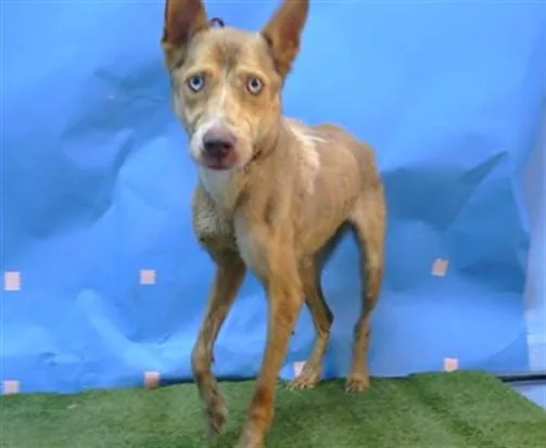 An adult medium-sized male German Shepherd Dog dog named Max for adoption in Gardena, CA