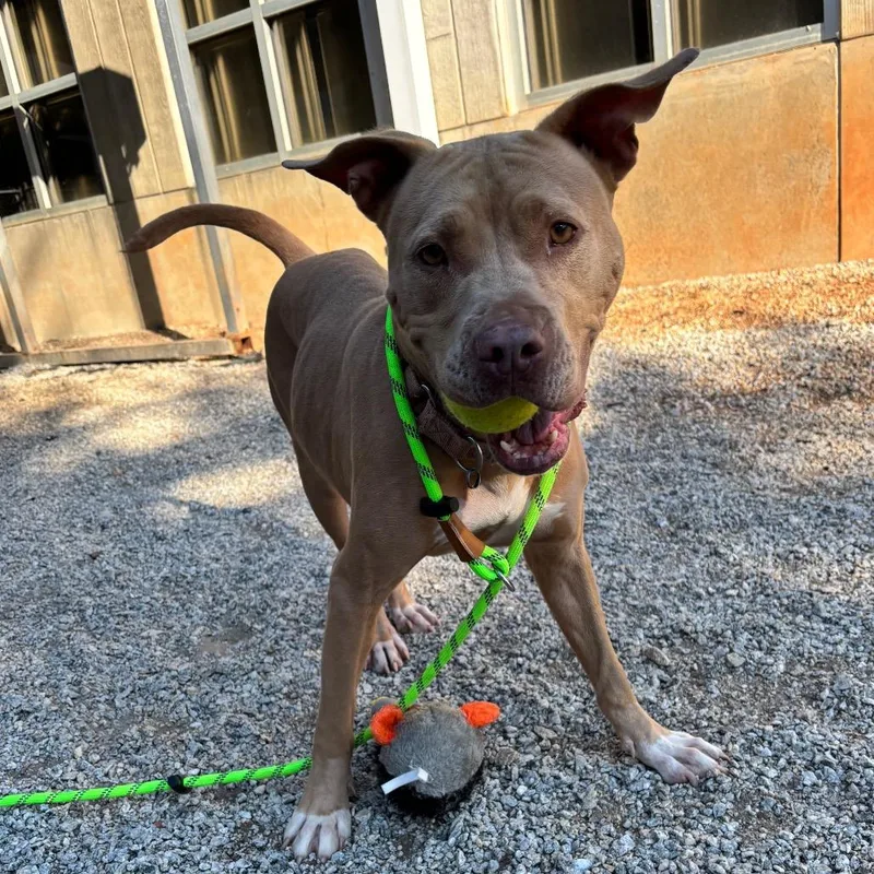 An adult medium-sized female Mixed Breed dog named Ariyah for adoption in Greenville, SC