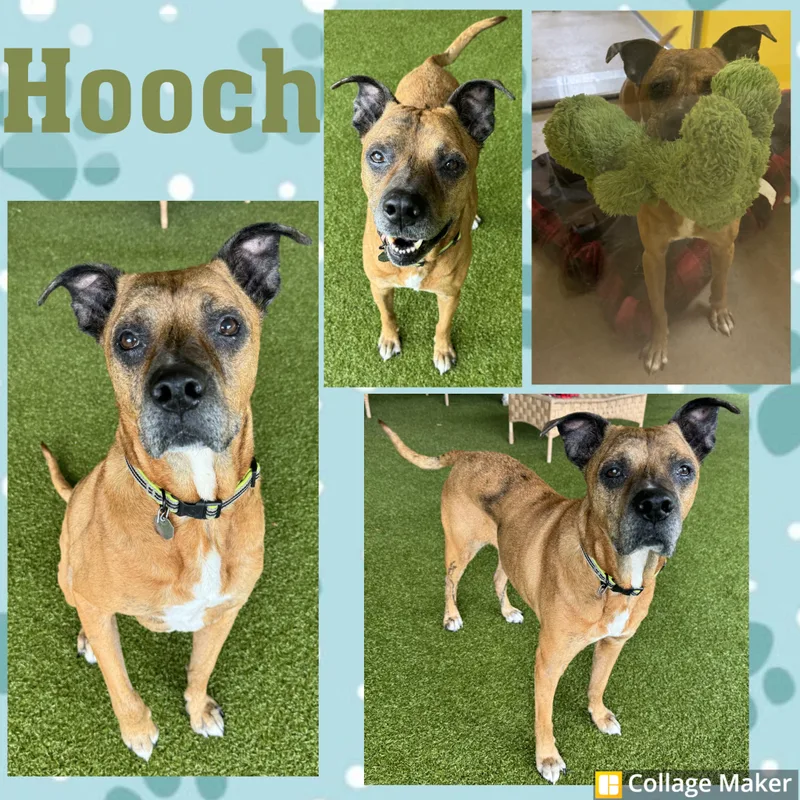 An adult medium-sized male Boxer dog named Hooch for adoption in Clearfield, PA