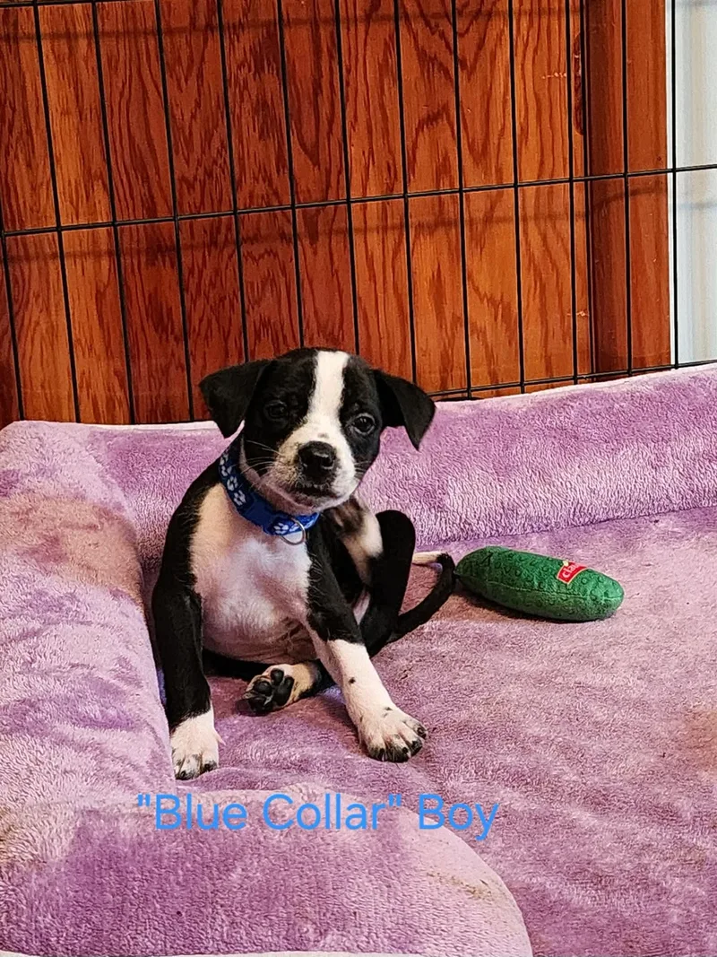 A baby medium-sized male Australian Cattle Dog / Blue Heeler dog named Casper little monsters litter for adoption in Carmel, NY