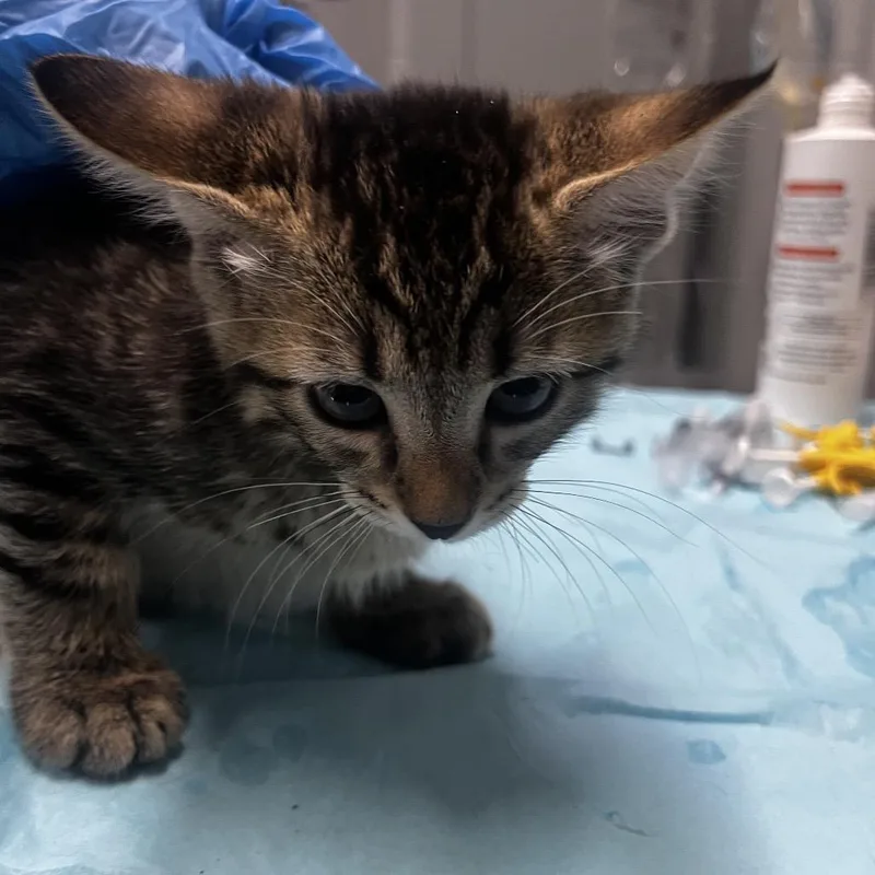 A baby small-sized female Brown / Chocolate Domestic Short Hair cat named Viper @ Pet Supermarket for adoption in Summerville, SC
