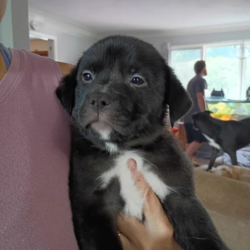A baby medium-sized male Pit Bull Terrier dog named Milo for adoption in Lima, OH