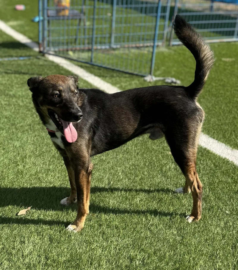 An adult medium-sized male Tricolor (Brown, Black, & White) Shepherd dog named Archie for adoption in Kenedy, TX