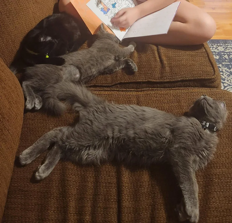 A young medium-sized male Gray / Blue / Silver Domestic Long Hair cat named Prince for adoption in McKinney, TX