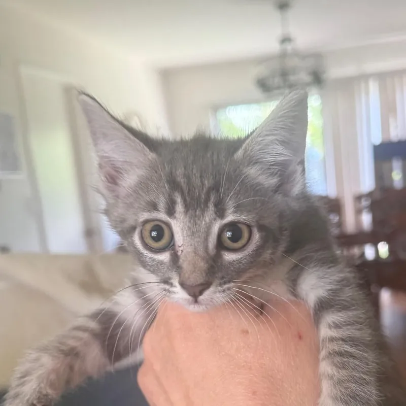 A baby small-sized male Gray / Blue / Silver Domestic Short Hair cat named Tahoe for adoption in Tustin, CA