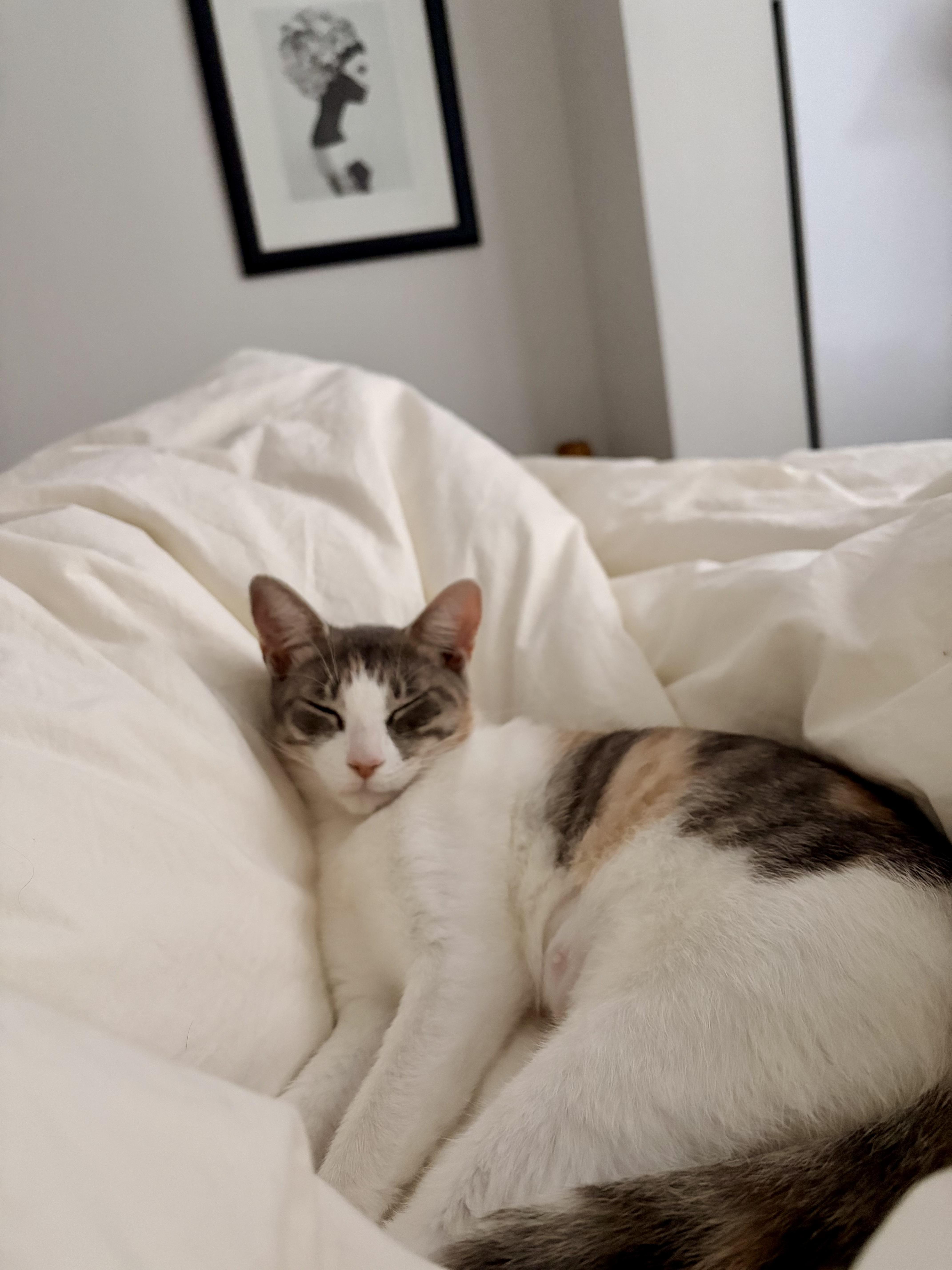 A young medium-sized female Calico Domestic Short Hair cat named Noodle for adoption in Brooklyn, NY