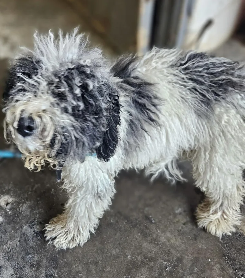 An adult medium-sized male Black Poodle dog named Harris HOLD for adoption in Canton, OH