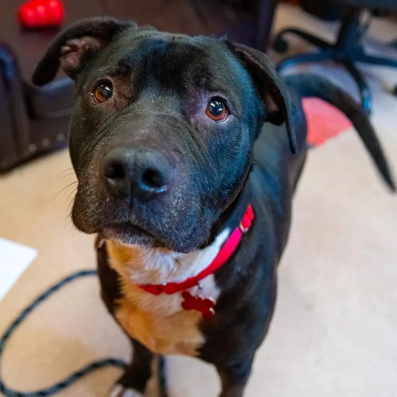 Stallone thumbnail 2