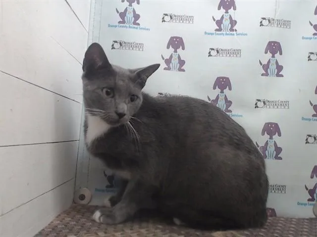 An adult small-sized female Domestic Short Hair cat named Moon for adoption in Orlando, FL