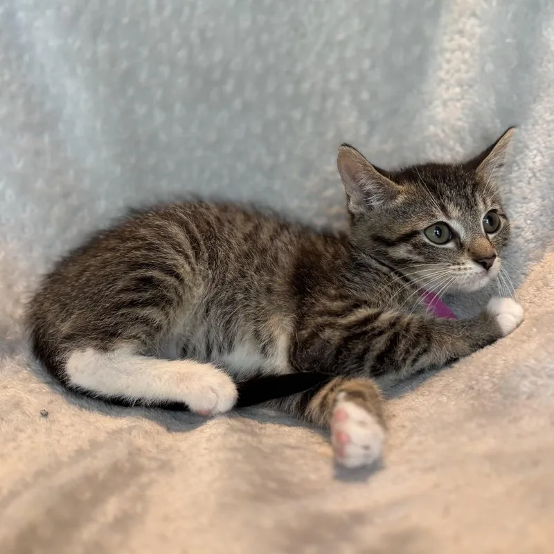 A baby small-sized female Gray / Blue / Silver Domestic Short Hair cat named Bingo for adoption in La Grange, KY