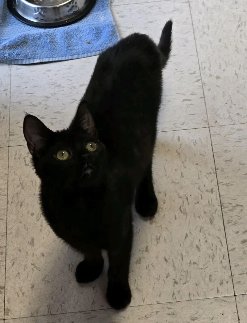 A baby small-sized female Domestic Short Hair cat named Sirius for adoption in Greenwood, IN