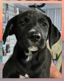 A baby large-sized male Labrador Retriever dog named Velcro for adoption in Newport, KY