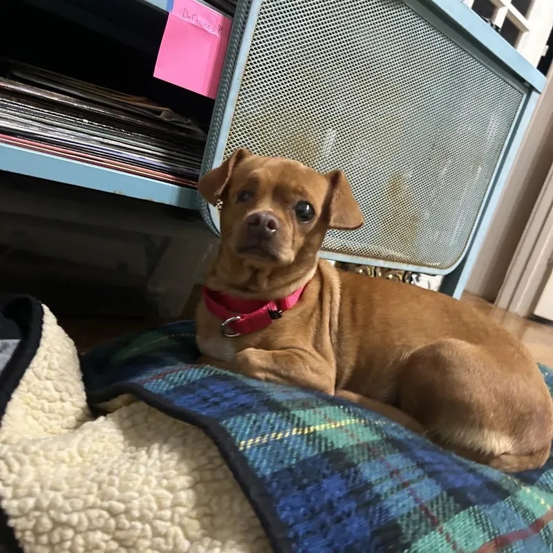 An adult small-sized female Yellow / Tan / Blond / Fawn Chihuahua dog named Pea for adoption in Austin, TX