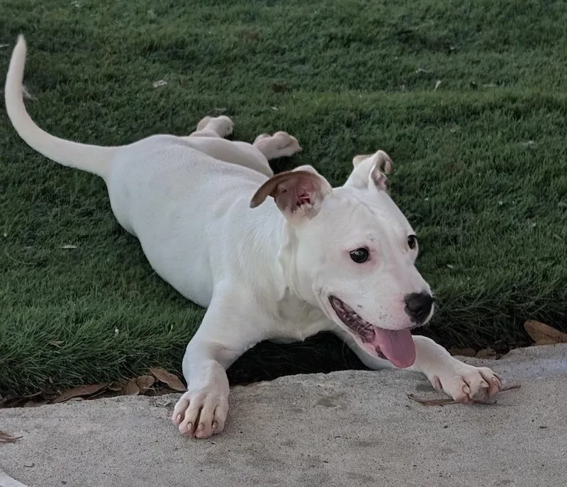 A baby medium-sized female Dogo Argentino dog named Mayamo Puppy! for adoption in Fort Myers, FL