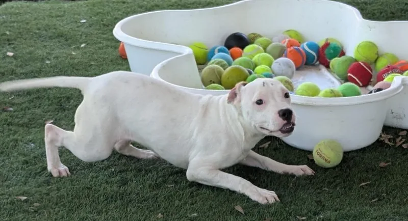 Mayamo Puppy! thumbnail 2