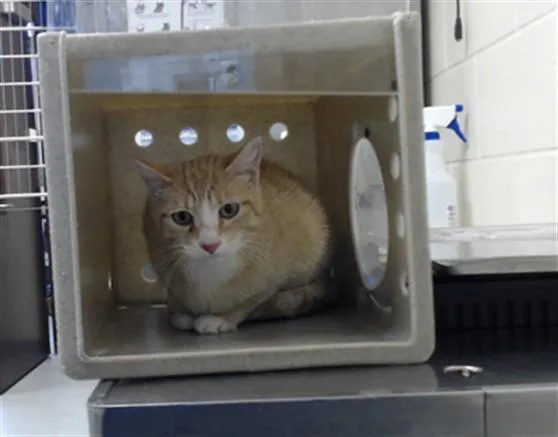 A young medium-sized male Domestic Short Hair cat named Tiger for adoption in Fayetteville, NC