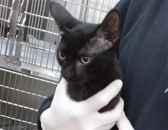 A baby small-sized male Domestic Short Hair cat named Luke for adoption in Salinas, CA