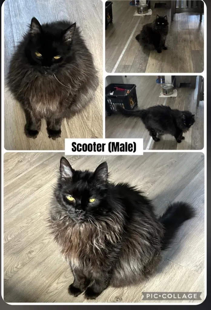 A senior medium-sized male Domestic Long Hair cat named Scooter Courtesy Listing for adoption in Peru, NY