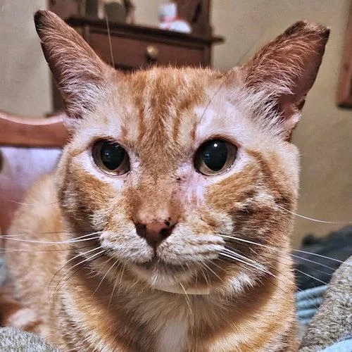 An adult medium-sized male Tabby (Orange / Red) Tabby cat named Chucky for adoption in Rutherfordton, NC