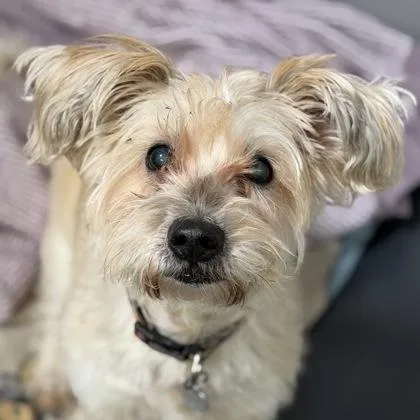 A senior small-sized male Miniature Poodle dog named Sandy for adoption in Sacramento, CA