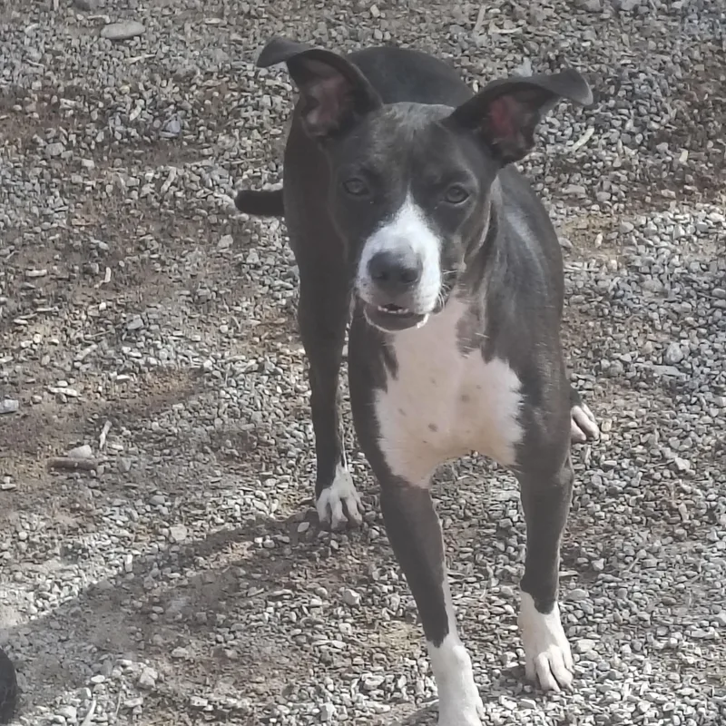 An adult medium-sized female Black Jack Russell Terrier dog named Milly for adoption in Parker, AZ