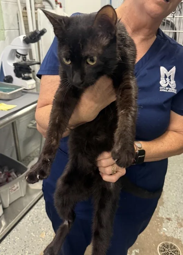 A young small-sized male Domestic Short Hair cat named Steve for adoption in Mobile, AL
