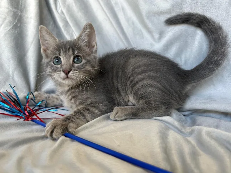 A baby small-sized female Domestic Short Hair cat named Josephine for adoption in Corpus Christi, TX