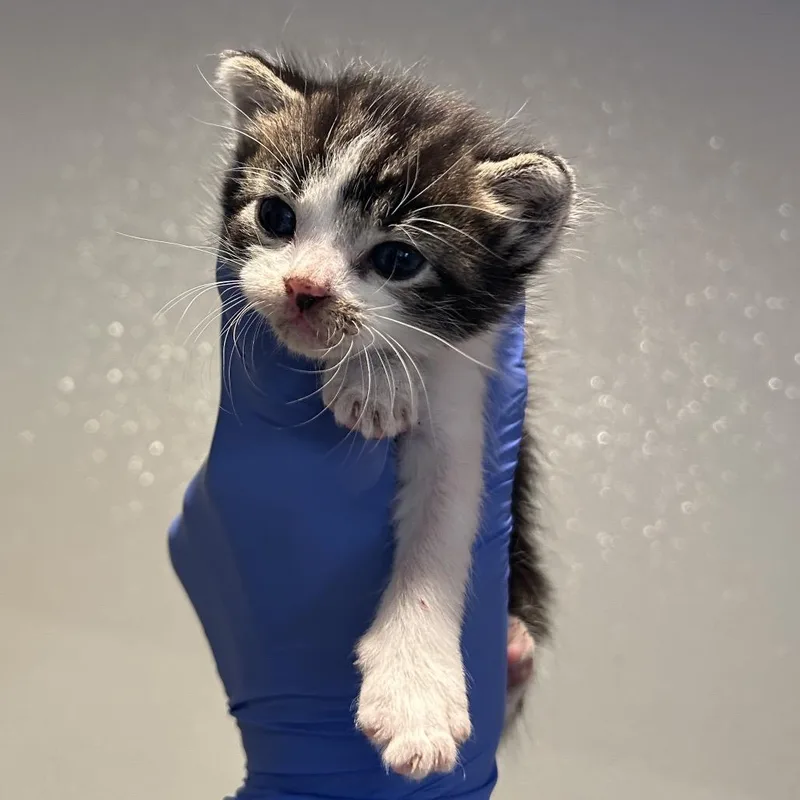 A baby small-sized female Brown / Chocolate Domestic Short Hair cat named IVHSStray for adoption in San Gabriel, CA