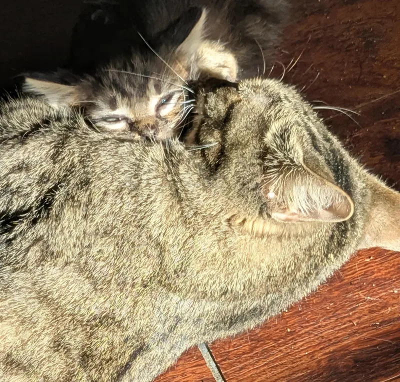 A young medium-sized female Tabby (Brown / Chocolate) Domestic Short Hair cat named Persephone & Zagreus for adoption in Mansfield Center, CT