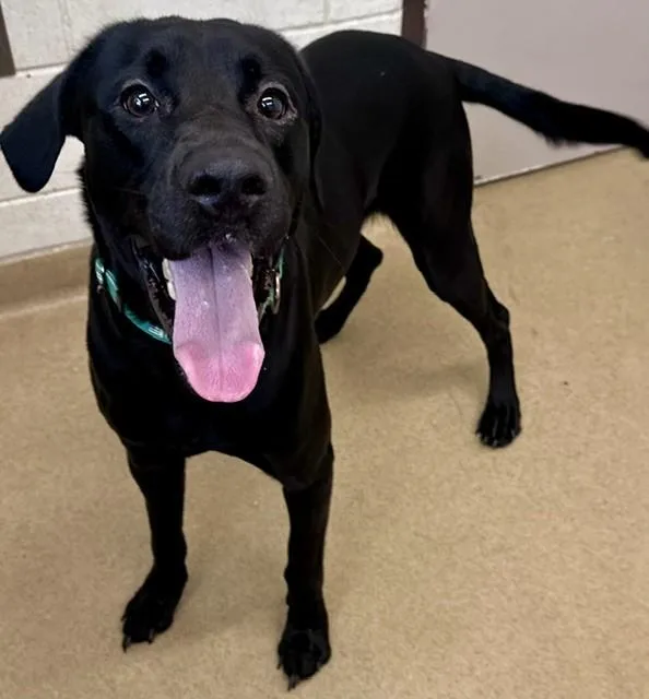 An adult medium-sized male Labrador Retriever dog named Jimmy Chew for adoption in Derwood, MD