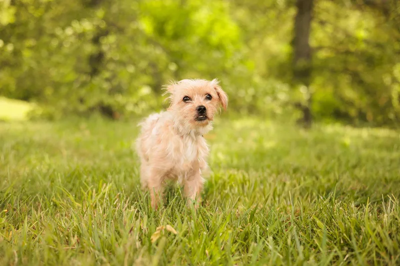 Daisy thumbnail 2