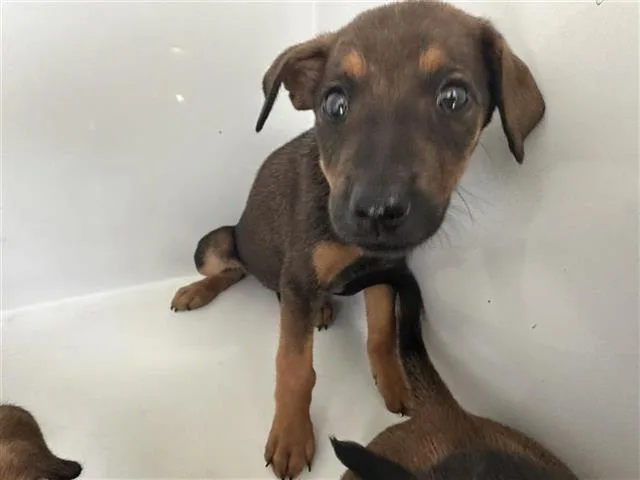 A baby small-sized female Rhodesian Ridgeback dog named A for adoption in Houston, TX