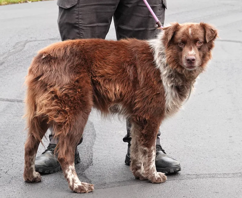 A senior medium-sized male Red / Chestnut / Orange Australian Shepherd dog named Bolt for adoption in Millfield, OH