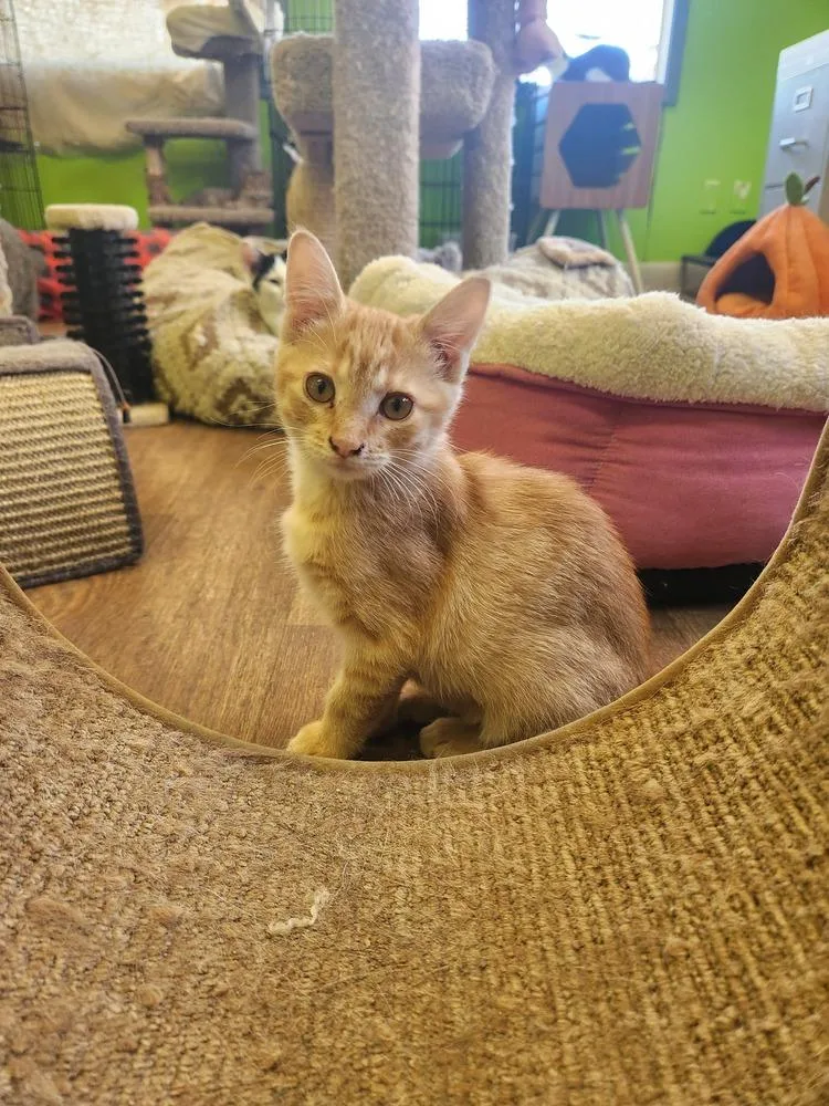 A baby medium-sized female Domestic Short Hair cat named Brave Heart Lion for adoption in Evansville, IN
