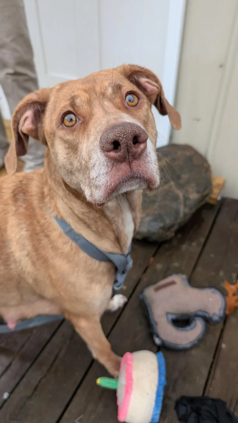 Miss Picklee thumbnail 2