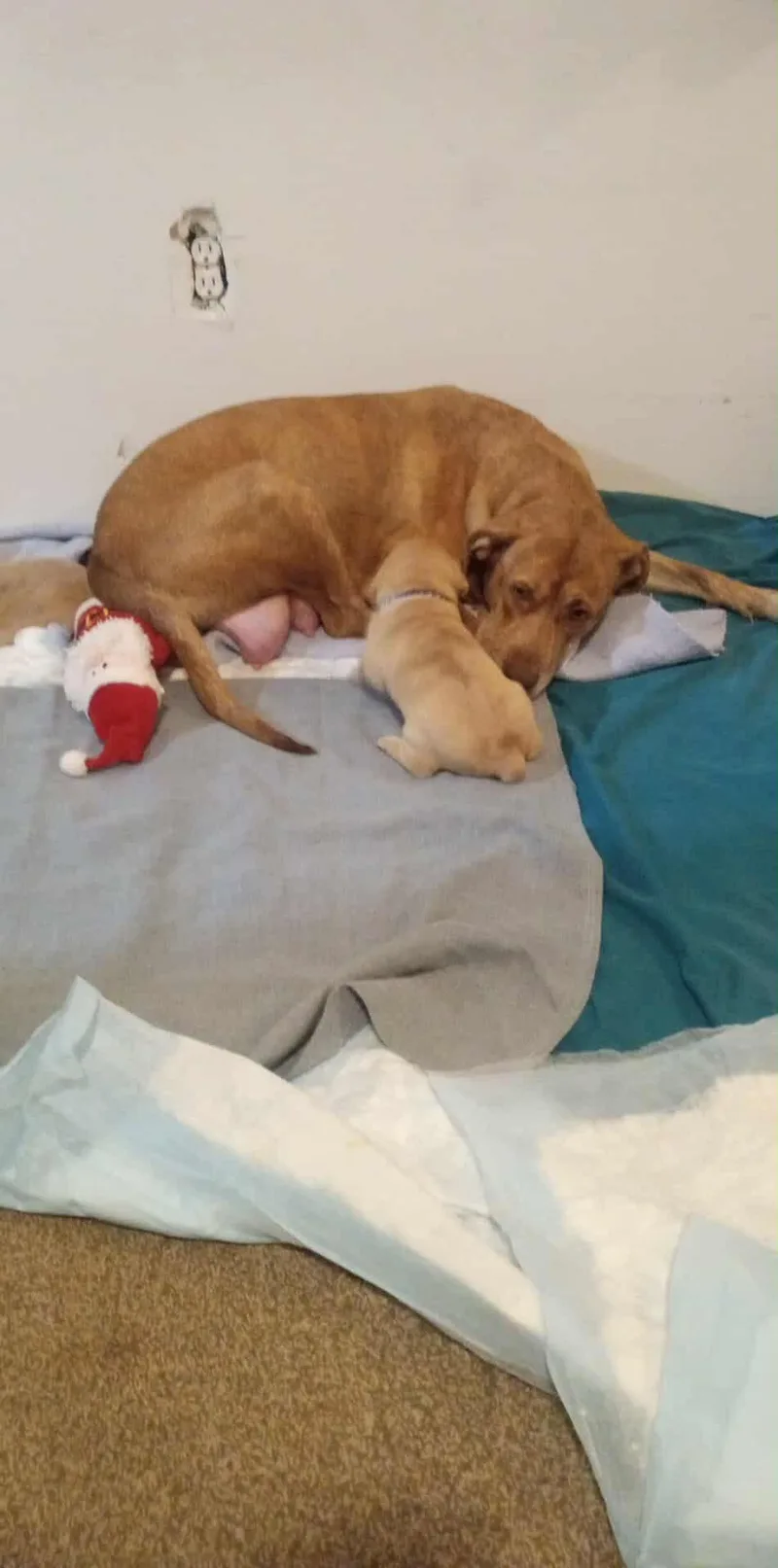 Miss Picklee thumbnail 3