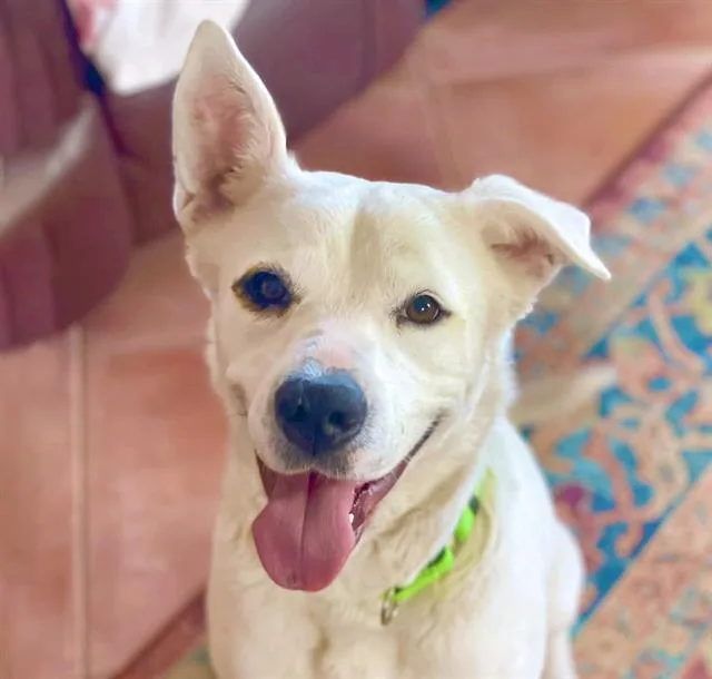 An adult large-sized female Husky dog named Miley for adoption in Tucson, AZ