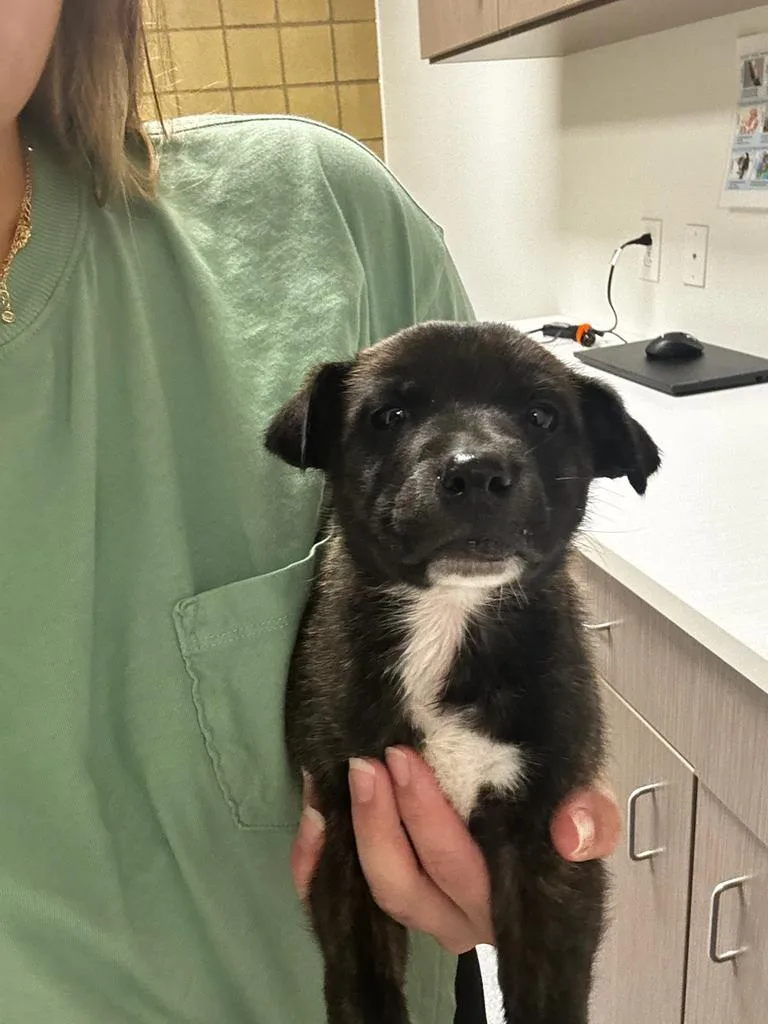 A baby small-sized male Mixed Breed dog named Stang for adoption in Greenfield, IN
