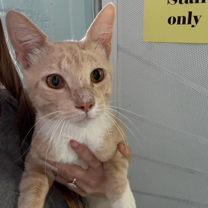 An adult small-sized male Buff / Tan / Fawn Domestic Short Hair cat named Simon for adoption in Casa Grande, AZ