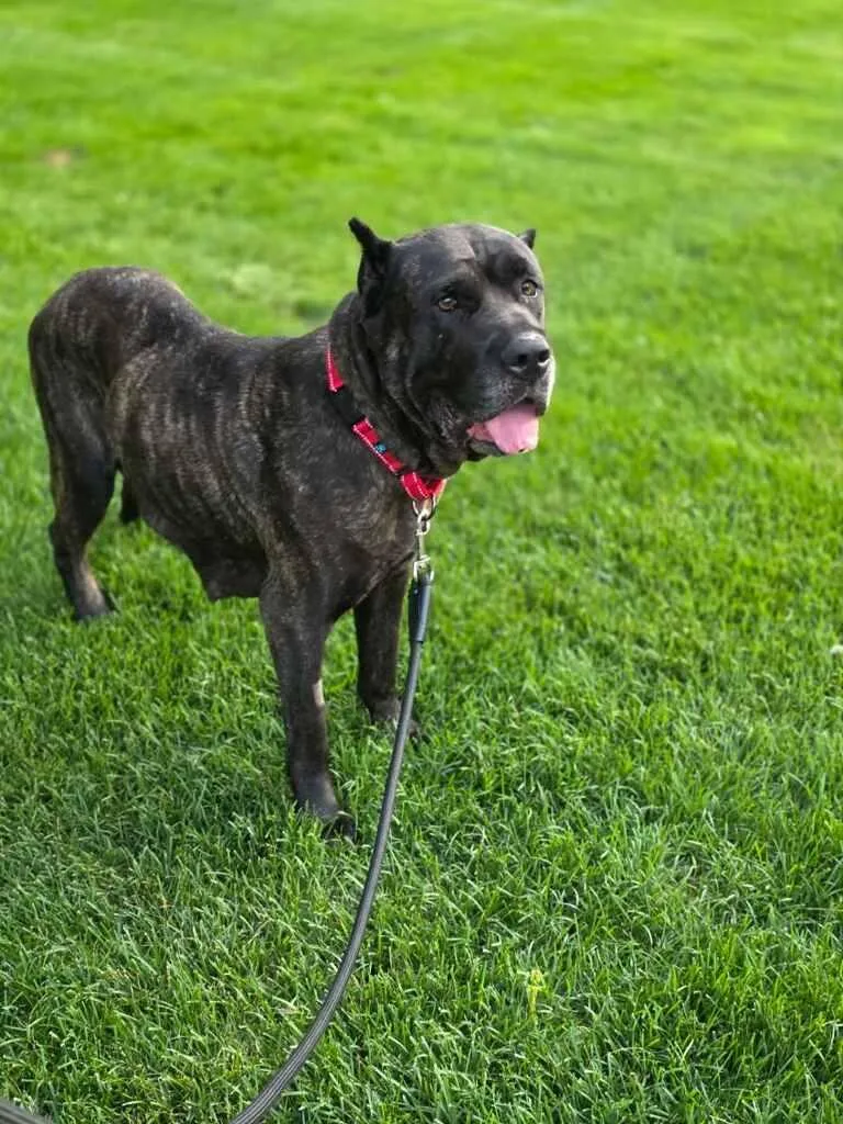 An adult large-sized female Brindle Cane Corso dog named Sunny for adoption in Orland Park, IL