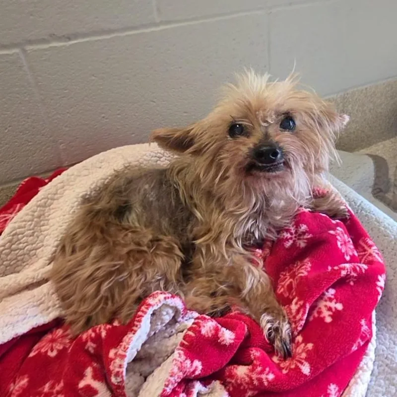 A senior small-sized female Yellow / Tan / Blond / Fawn Yorkshire Terrier dog named Ethel for adoption in Bristol, IN
