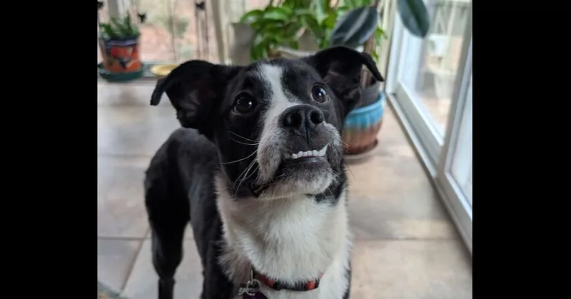 A baby medium-sized female Tricolor (Brown, Black, & White) Border Collie dog named Noelle for adoption in Hartwell, GA