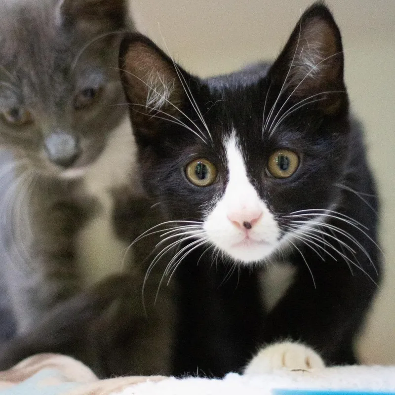 A baby small-sized male Domestic Short Hair cat named Fuz for adoption in Cumming, GA